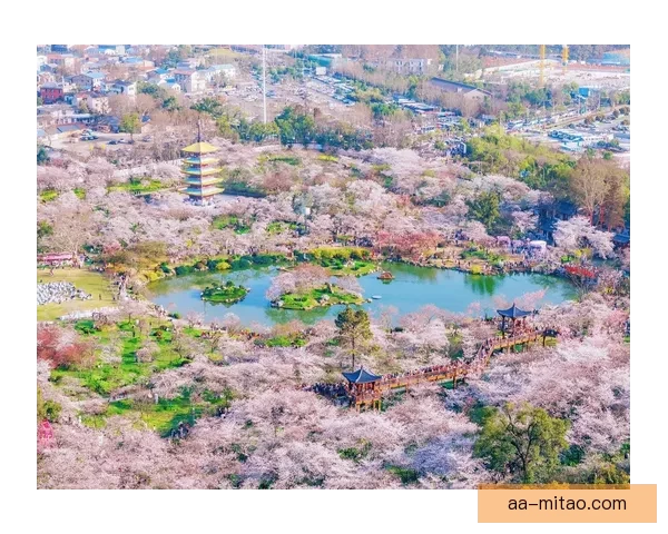 樱花视频在线：邂逅春日烂漫，指尖轻触的浪漫诗篇